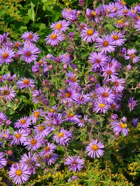 15 Best Native Perennials Shrubs And Trees For Zone 56 Toronto