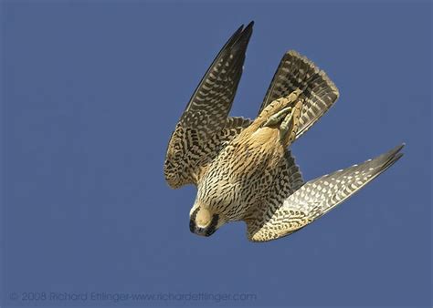 Peregrine Falcon Diving My Hd Animals