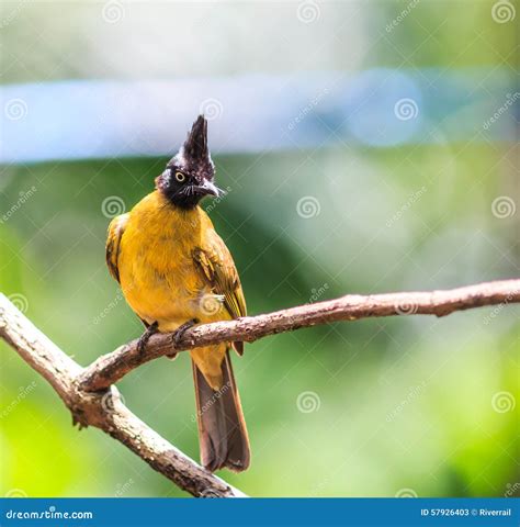 Black Crested Bulbul Or Pycnonotus Flaviventris Bird Stock Image