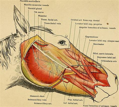 Horse Throat Anatomy