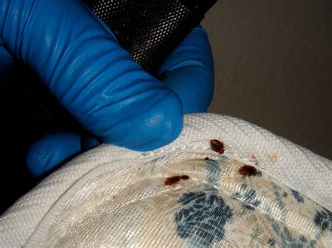 Bed Bugs Center For Invasive Species Research