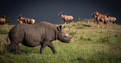 Wildlife In Serengeti National Park Tanzania