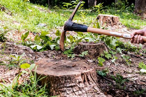 Discover The Benefits Of Stump Removal For Your Yard