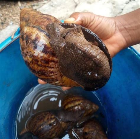 Buy Breeder Snails Achatina Achatina Archachatina Marginata 110 120g 10 12 Months Old