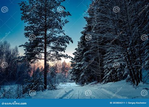 Winter Landscape With Forest Trees And Sunrise Winterly Morning Of A