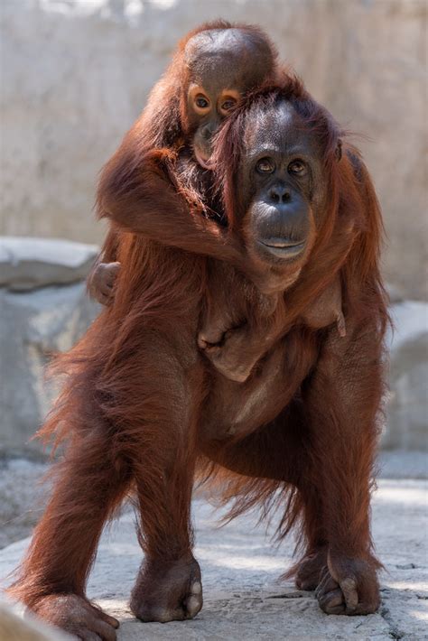 Orangutan Piggyback Eric Kilby Flickr