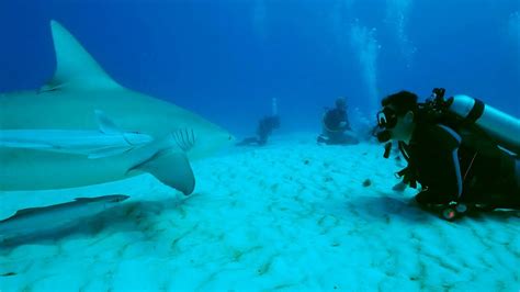 Scuba Diving With Bull Sharks In Playa Del Carmen Face To Face With