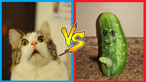 Cats Vs Cucumbers Cats Scared Of Cucumber Funny Cats Compilation