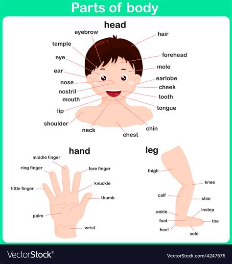 Leaning Parts Of Body For Kids Worksheet Vector Image
