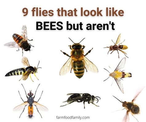 9 Flies That Look Like Bees But Aren T With Pictures