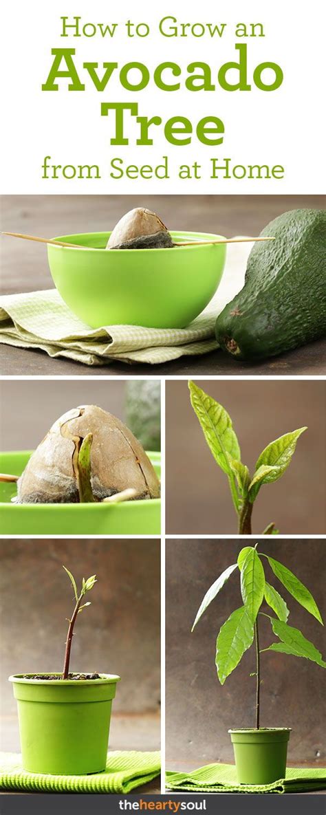 Whether it's a florida or california avocado, a hass avocado or a bacon avocado, the type of avocado doesn't really matter. How to grow an avocado tree in a pot at home | Avocado ...