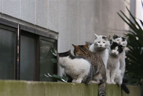 Japanese Photographer Captures Playful Photos Of Tokyos Stray Cats
