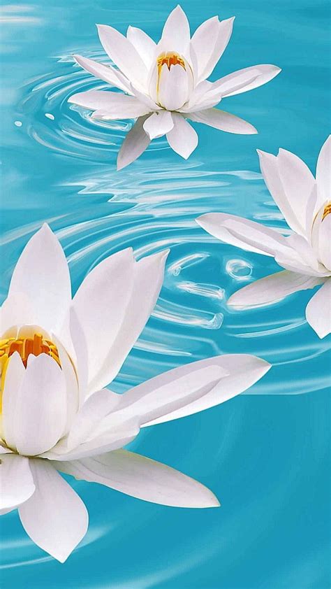 Beautiful, free images gifted by the world's most generous community of photographers. Wallpaper lotus, flower, water, 4k, Nature #16046