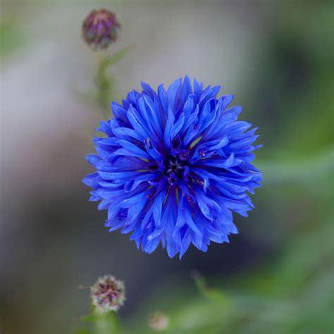 Cornflower Bachelor Button Seeds Dwarf Blue Packet Blue Flower