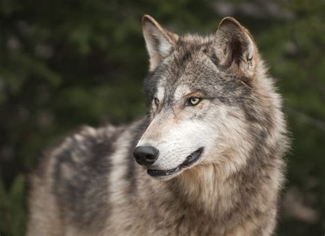 What Is The Difference Between Gray And Timber Wolves Animals Momme