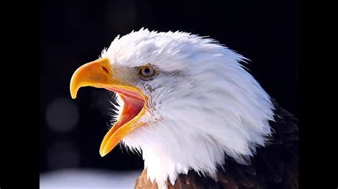 American Bald Eagle Wallpaper 58 Pictures