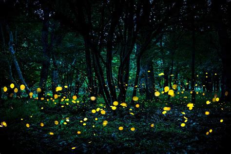 Help Scientists Study Fireflies By Watching These Bugs In Your Yard