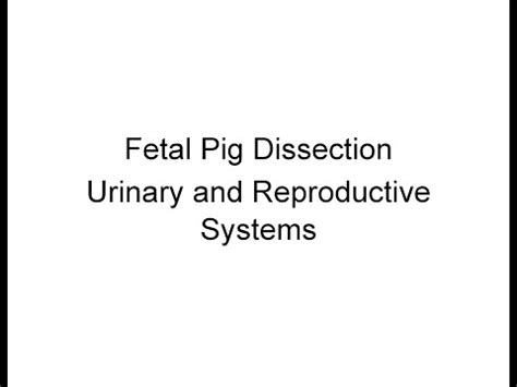 Fetal Pig Dissection Urinary And Reproductive Systems Male And