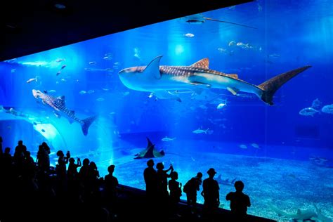 Okinawa Travel Okinawa Churaumi Aquarium Wow U Japan