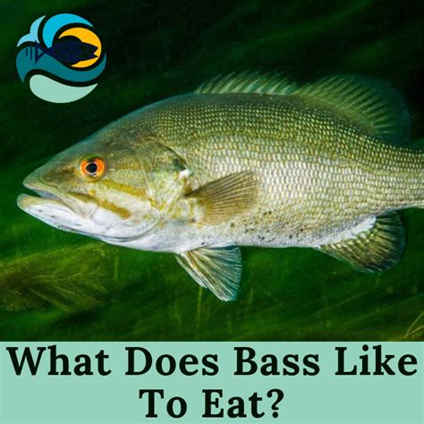 Where Do Smallmouth Bass Live Bass Habitat Diet And Facts