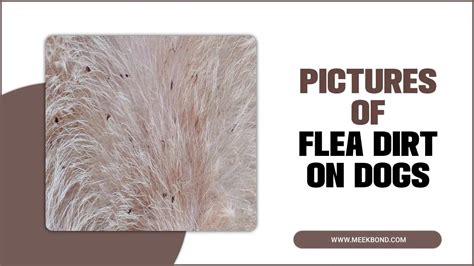 Pictures Of Flea Dirt On Dogs Shocking Images