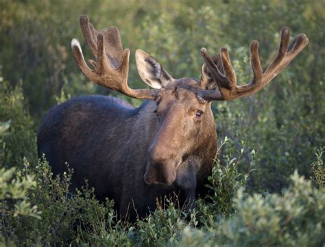 Filebull Moose