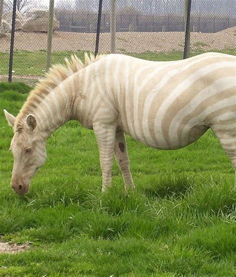 White Zebra I Told Yall She Was Real