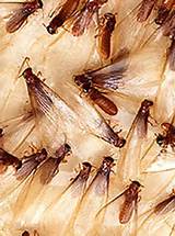 Images of Termite Swarm After Rain