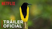 Bailando con los pájaros | Tráiler oficial | Netflix - YouTube