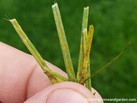 Lawn Rust How To Identify Treat And Prevent Rust On Grass