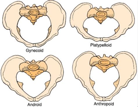 Pelvic Perineal Osteology Arthrology And Myology Flashcards Quizlet