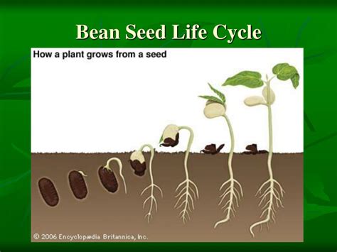 Bean Seed Life Cycle