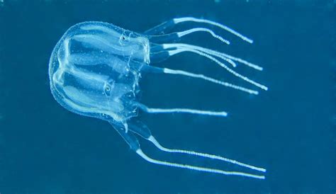 Raising Pet Jellyfish Mangrove Box Jellyfish