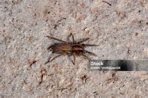 Brazilian Prowling Spider Stock Photo Download Image Now Animal
