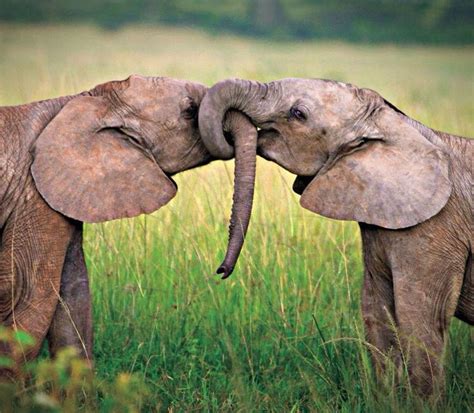 Elephant Kiss Animals Kissing Elephant Love Cute Animals Kissing
