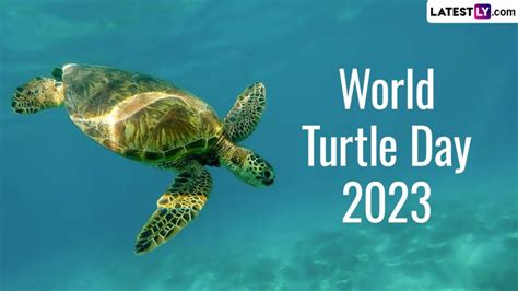 World Turtle Day 2023 Date Know History And Significance Of The Day