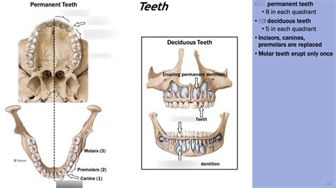 Teeth Overview Diagram Quizlet