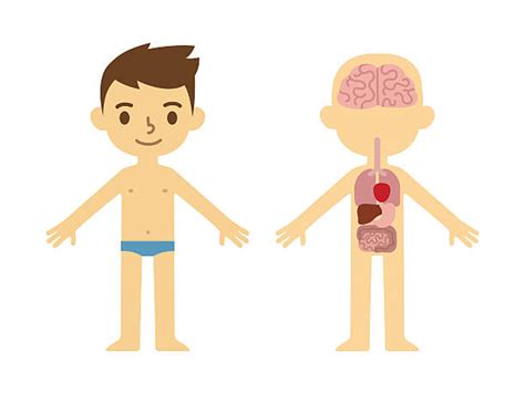 Cartoon Color Human Body Anatomy Set Royalty Free Vec