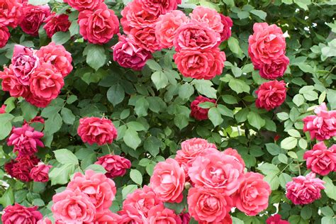 How To Care For Your Roses In Spring