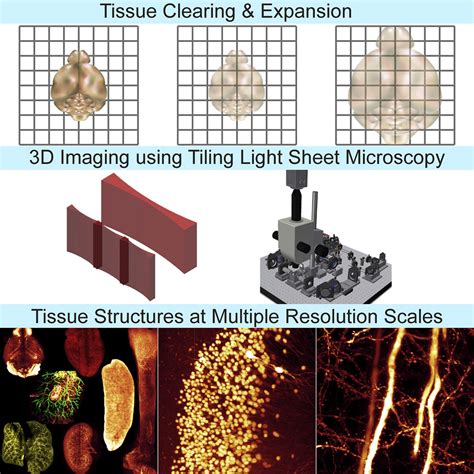 A Versatile Tiling Light Sheet Microscope For Imaging Of Cleared