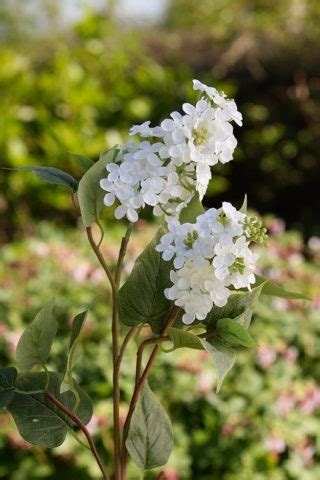 Small white flowers on long stems in front of clearing. Lilac - Double Headed White - Mezu Silk Flowers