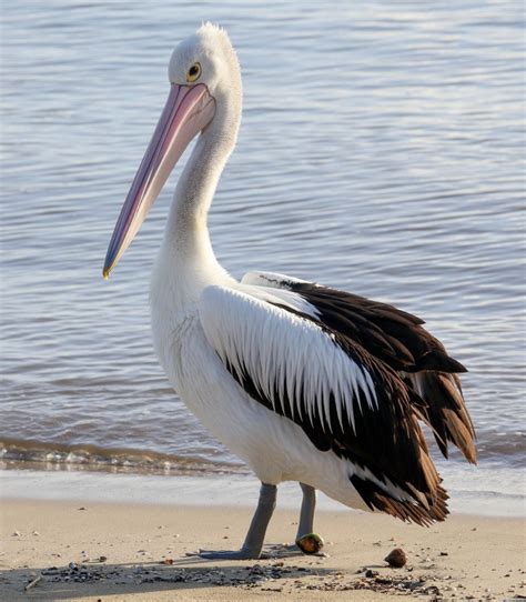 Australian Pelican Zoochat