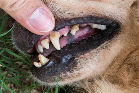 February Is National Pet Dental Health Month What You Should Know
