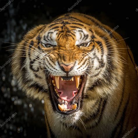 Tiger Face Roaring — Stock Photo © Preechasi2002 185381842
