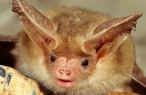 Facts Of The Pallid Bat