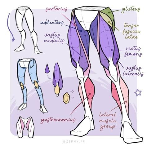Leg Anatomy Anatomy Poses Leg Muscles Anatomy Body Muscle Anatomy