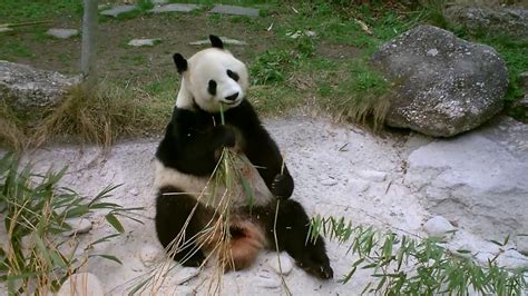 Les Pandas Du Zoo De Vienne Autriche Youtube