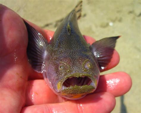 One Of The Weirdest Fish In Ny Harbor Nature On The Edge Of New York City