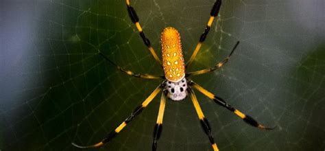 10 Most Venomous Dangerous And Deadly Spiders In Australia