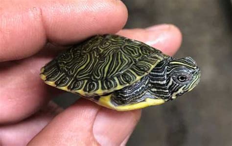 How Much Does A Pet Turtle Cost Full Price Breakdown And Comparison